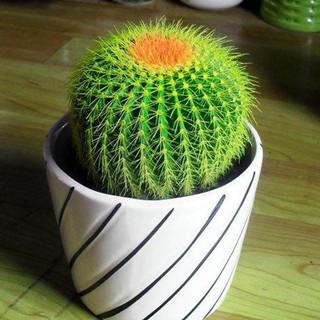 仙人球的养殖方法和注意事项