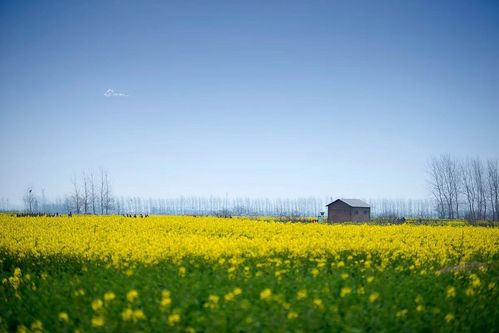 标题:千垛菜花----我美丽的家乡
