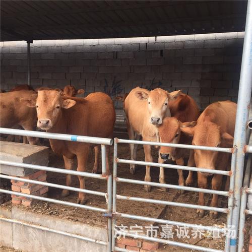 肉牛犊 鲁西黄牛 鲁西黄牛牛犊 怀孕母牛价格 养牛成本