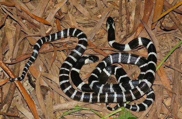 男虎女蛇能终身到老吗属虎男人和属蛇女人结婚后争吵不断能维持下一生