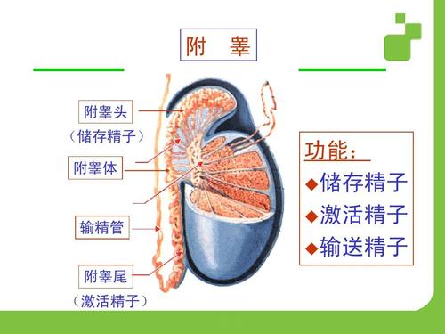 附 睾 附睾头 (储存精子) 附睾体 输精管 附睾尾 功能:  储存精子