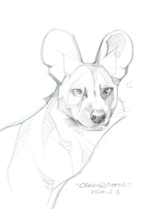 非洲野犬