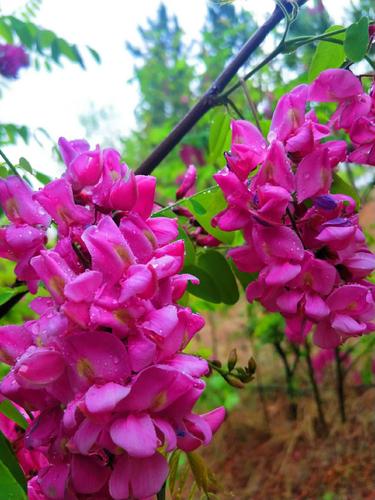 红花刺槐花