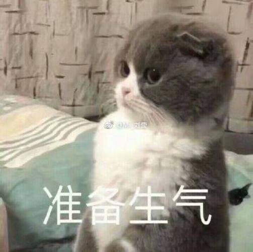 猫表情包 准备生气