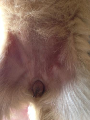 求分辨公母小狗