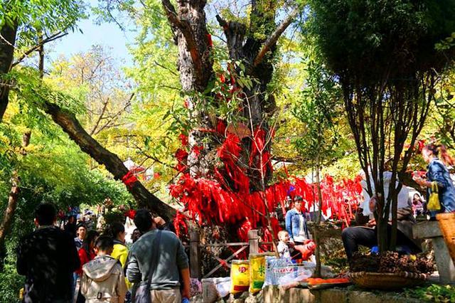 村中还有一棵被誉为银杏树王的古树,这棵古树在当地人世世代代的守护