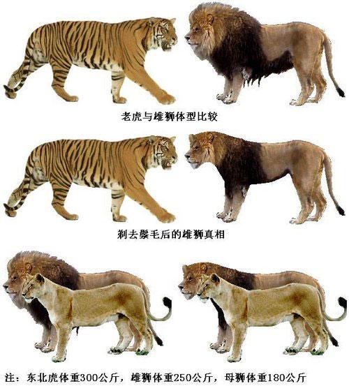 由于动物的体形通常决定了他们的力量,所以成年东北虎