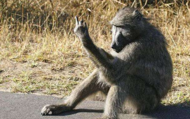 狮子主动挑衅狒狒狒狒谁怂谁是弟弟镜头记录精彩一幕