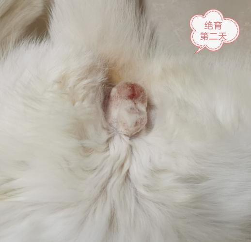 公猫绝育后七天伤口变化75157515_猫咪_猫咪绝育_宠物_猫