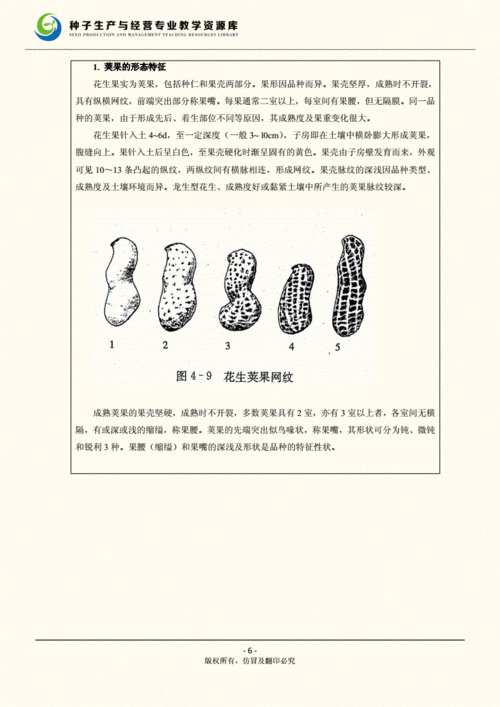 花生种子生产技术 花生的种子 花生生物学特性-(5,6)荚果,种子-教案.