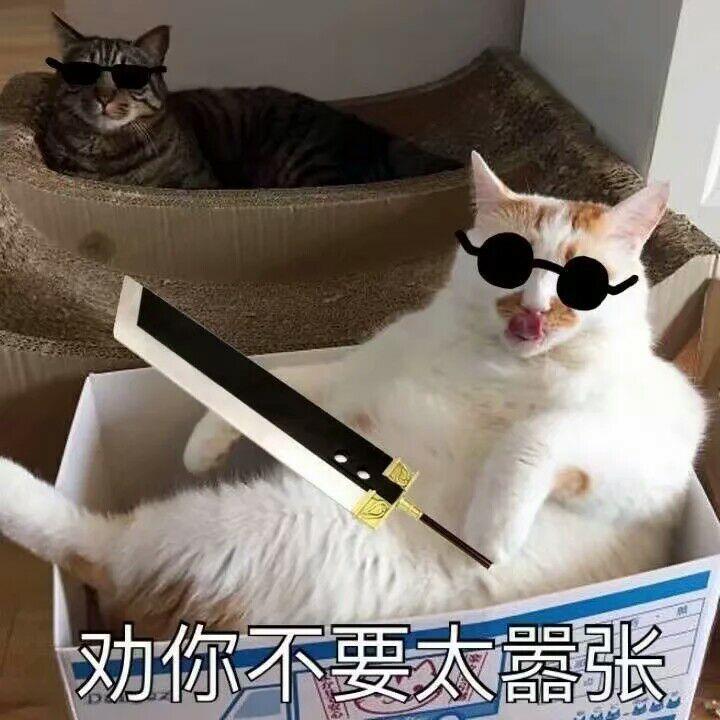 猫咪戴墨镜很屌的样子:劝你不要太嚣张