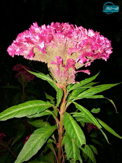 处女座的守护花,属鸡之人的幸运花.花语:真挚的爱情.
