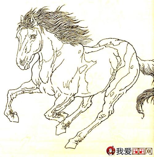 马的素描图片大全:马的白描图骏马线描画法大图34副(13)