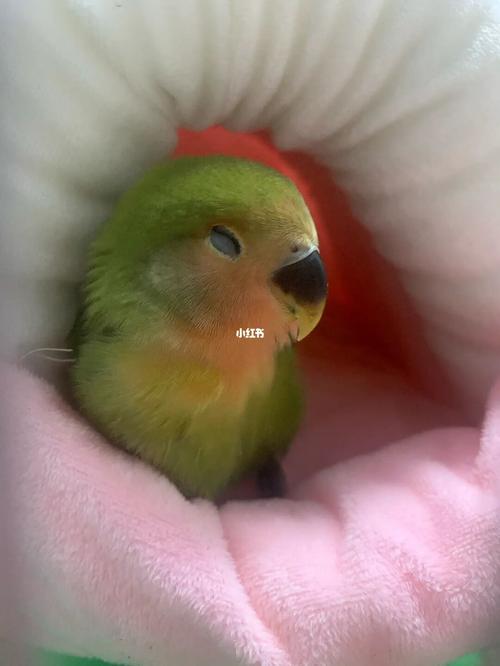 绿桃牡丹鹦鹉_鹦鹉_牡丹_宠物_宠物其他
