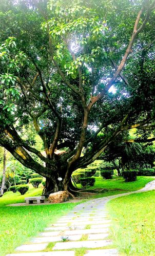 景观到树下乘凉