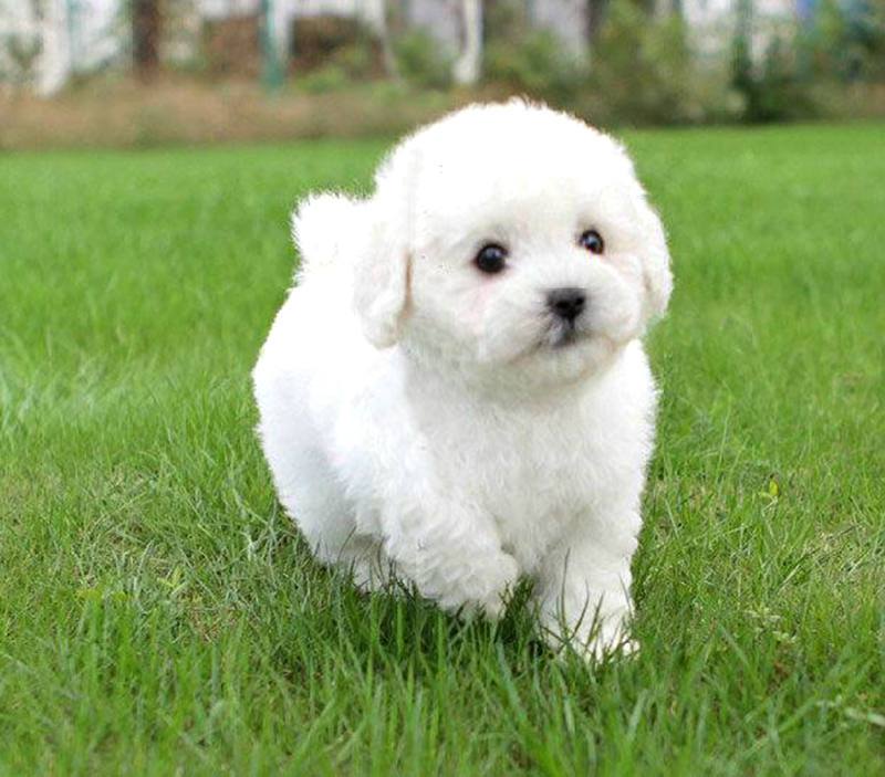 法国进口 高品质纯种卷毛比熊幼犬出售 小体型 茶杯犬