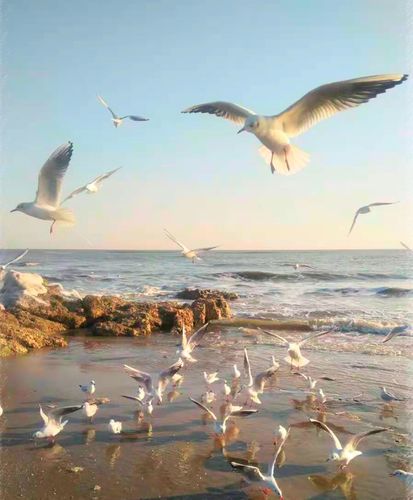 海鸥自由飞翔