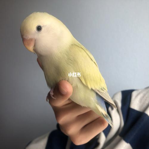 代友售同款金顶白面蓝腰苹果绿澳桂_鹦鹉_牡丹_手养牡丹鹦鹉_宠物