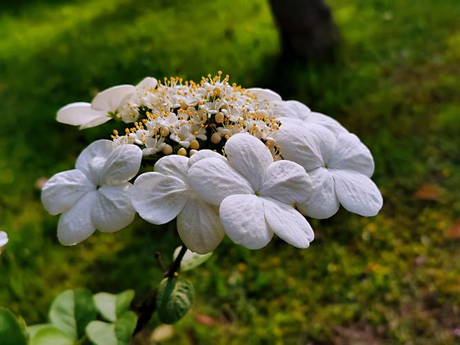 琼花的花语:美丽,浪漫,完美的爱情.