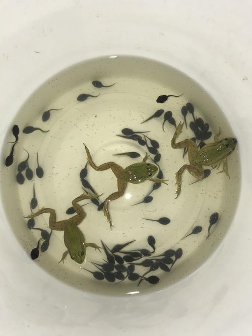 小蝌蚪找妈妈(一)