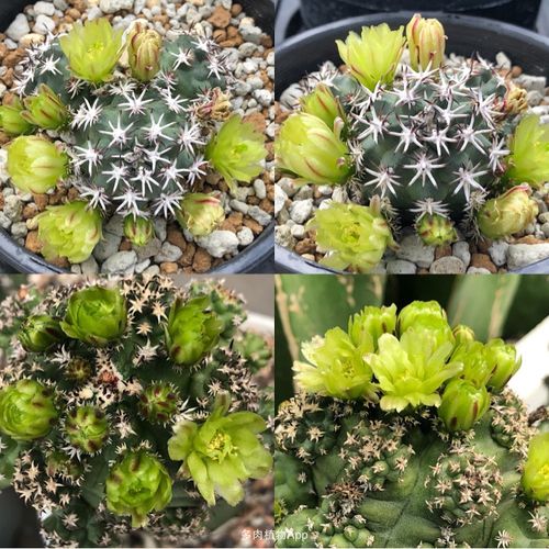 仙人球 按时间排序  无刺眩美玉 硬叶锦 达氏虾 阅读完整内容→ 2019