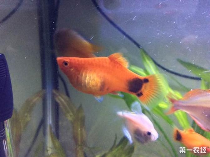 米奇鱼生小鱼前兆 米奇鱼生小鱼前兆肛门_米奇鱼繁殖的前兆图