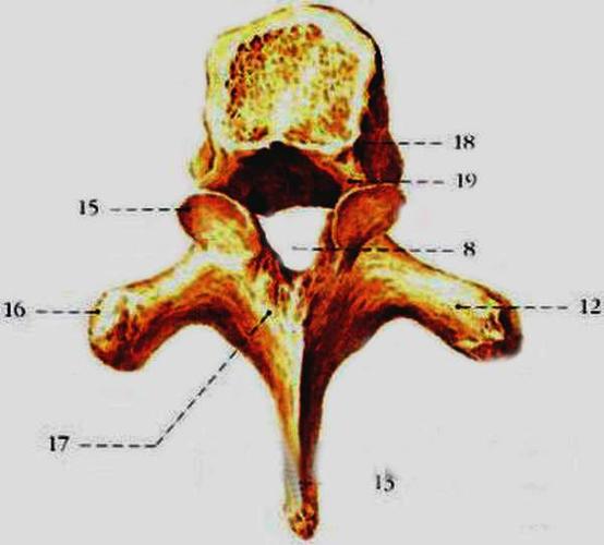 胸椎,颈椎,腰椎,骨棘突定位