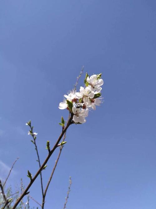 杏花_素材_素材_素材其他