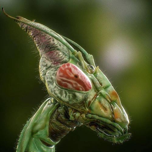 物种图册-魔花螳螂