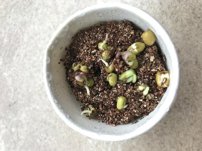 绿豆开始慢慢钻出土了,希望它快一点发芽.