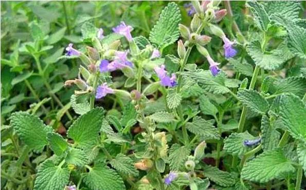 昆明人的家里养了这些植物,最毒的秋蚊子都不见了!