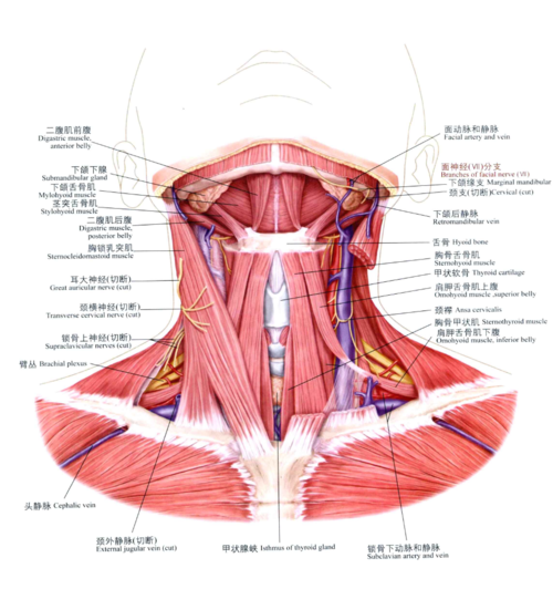 颈部肌肉起止点学习心得二