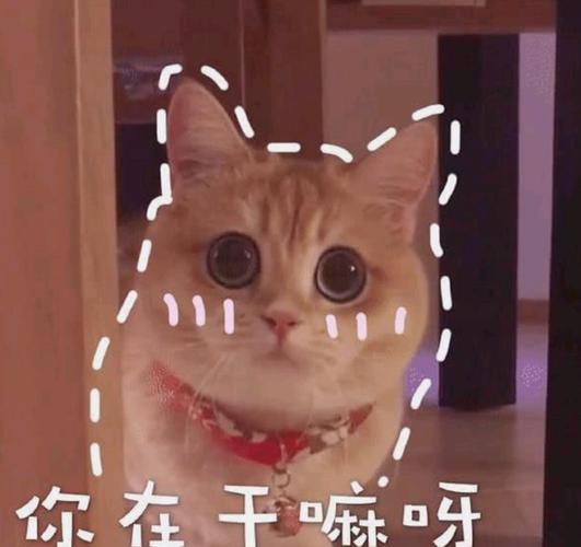 怎么会有喵星人这么可爱的生物,猫咪表情包来了