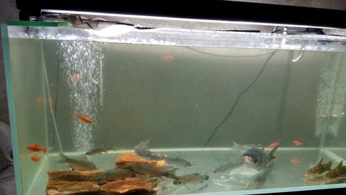 其它 亮亮家的大鱼缸 写美篇  亮亮家有三个大鱼缸,每个鱼缸大约一米