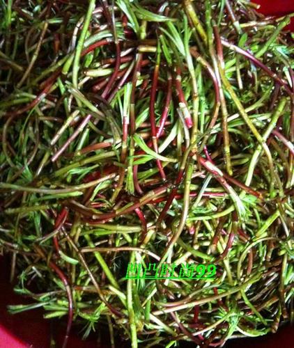 沅江洞庭湖野山藜蒿 蒿蓠 蒿芦 泥蒿 500g
