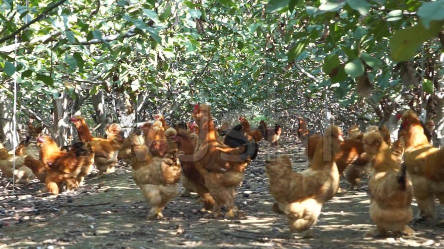 果园里养鸡_1920x1080_高清视频素材下载(编号:)_实拍