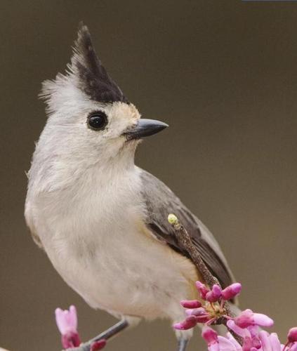 黑细嘴头上长黑丝羽冠灰白身子是什么鸟