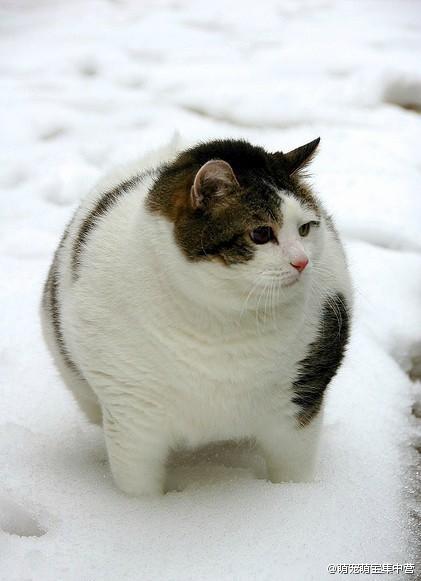 可爱萌图# 我要胖成一片海,淹没所有炫耀的死瘦子.