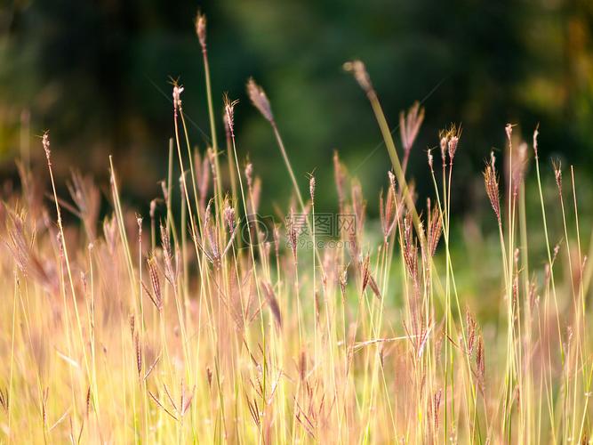 阳光灿烂的草场上