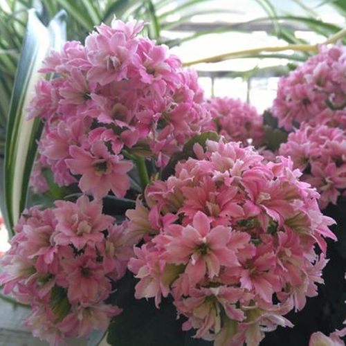 热卖东篱园艺长寿花苗赛欧/紫缤/勇士/阿波朵/兰朵开花拥簇成团常绿