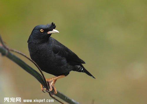 如何训练宠物鸟八哥说话?