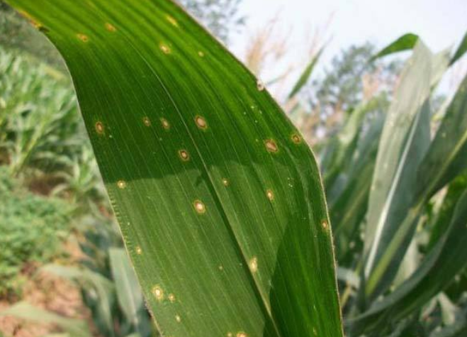 玉米弯孢菌叶斑病的发生与防治方法