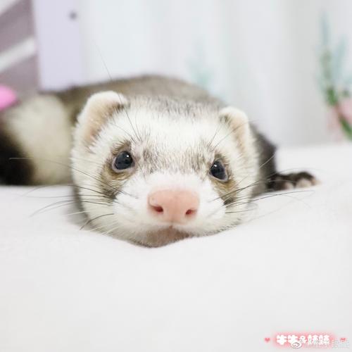 点击豆列链接了解安格鲁貂