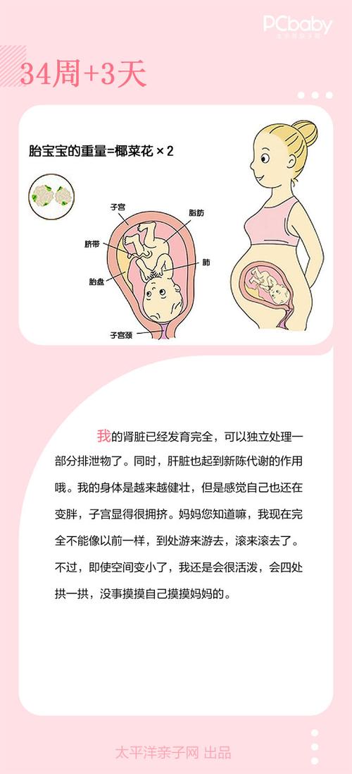 怀孕34周 3天胎儿发育