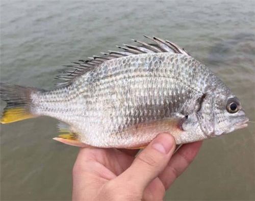 它是鱼腥的"死对头",做鱼时倒1杯进去,鱼鲜肉嫩,一点也不腥