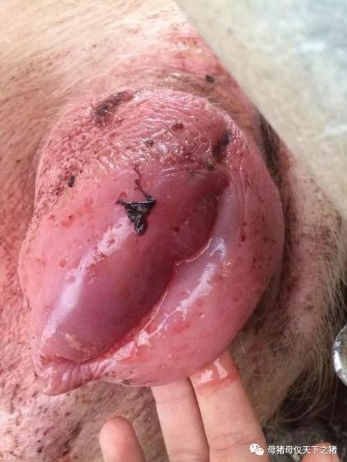 发情配种舍卫生等因素的影响,造成同期发情处理后的母猪出现产道,子宫