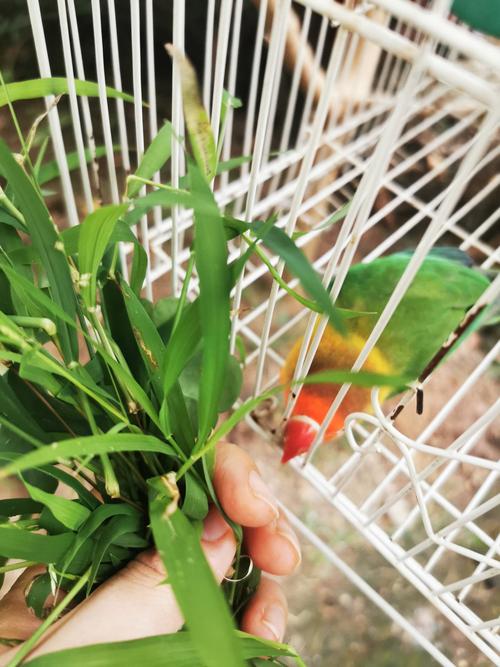 我的小可爱---牡丹鹦鹉