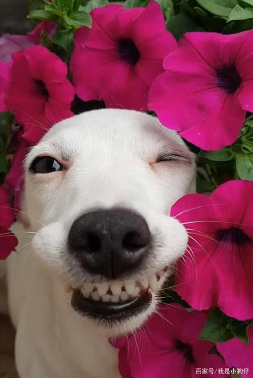 抓拍汪星人搞怪瞬间,爱笑爱漂亮的大白狗,11种表情包