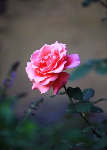 好一束美丽大方的月季花