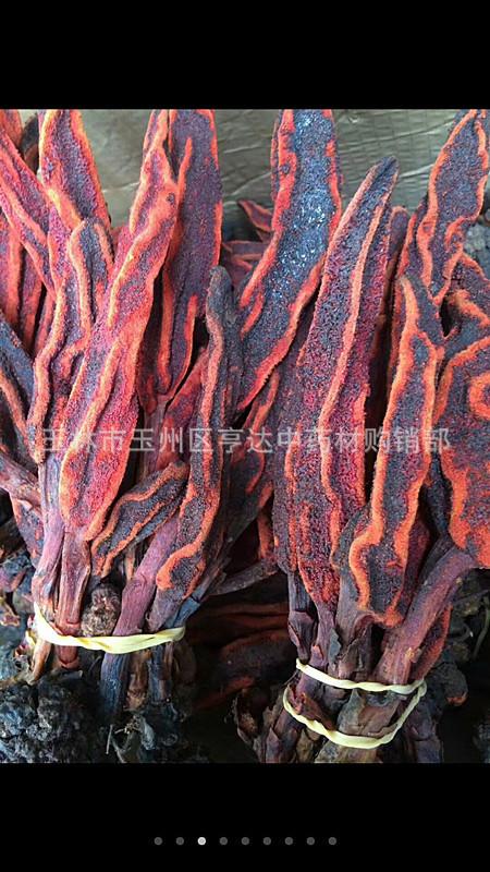 大条回春草 草苁蓉 不老草 草苁茸 顶天柱选装货